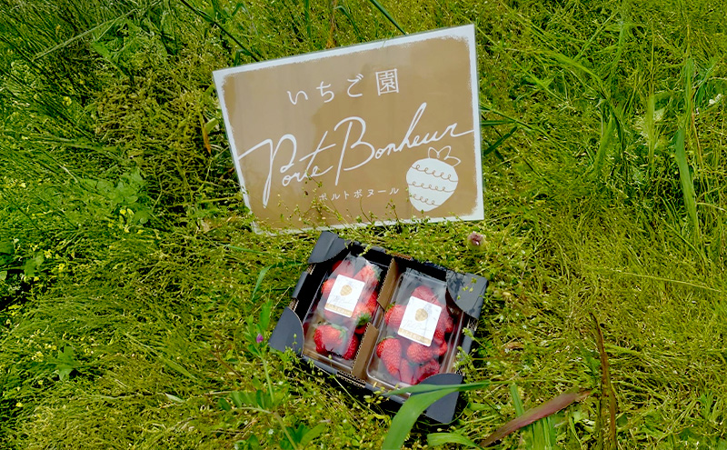 大河原町のいちご 完熟いちご 2パック 果物 フルーツ 苺 紅ほっぺ かおり みずみずしい ジューシー 期間限定 季節限定 いちご 小分け