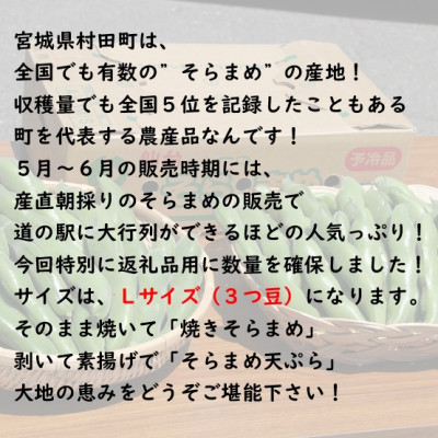 【先行受付2026年】そらまめ 約4kg Lサイズ 宮城県村田町産【配送不可地域：離島】