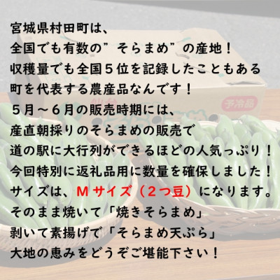 【先行受付2026年】そらまめ 約4kg Mサイズ 宮城県村田町産【配送不可地域：離島】