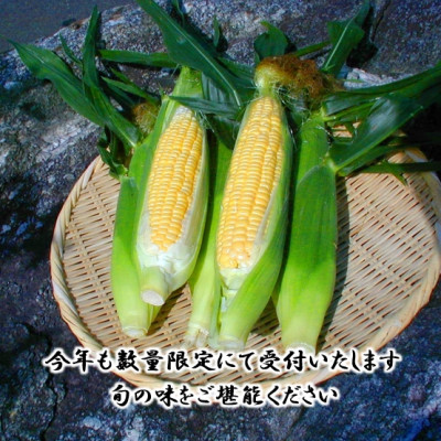 【先行受付2026年】とうもろこし味来(みらい　約3.0kg)　数量限定【配送不可地域：離島】
