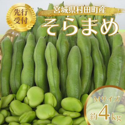 【先行受付2026年】そらまめ 約4kg Mサイズ 宮城県村田町産【配送不可地域：離島】