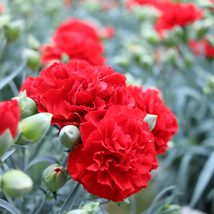 ＜母の日ギフト＞柴田ポットカーネーション (赤色系・5号鉢) 母の日 プレゼント ギフト 花 鉢植え プレゼント フラワーセット 【しばたの未来】 sh017-A