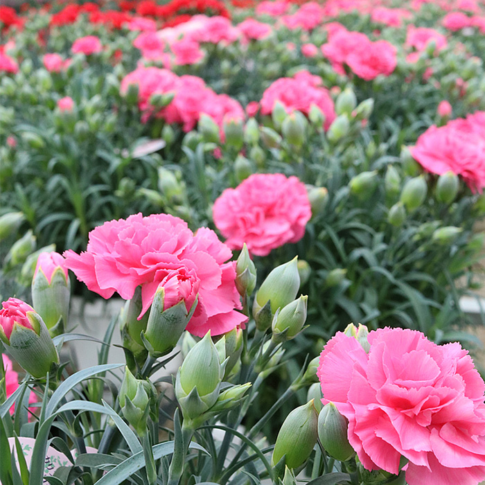 ＜母の日ギフト＞柴田ポットカーネーション (ピンク系・5号鉢) 母の日 プレゼント ギフト 花 鉢植え プレゼント フラワーセット 【しばたの未来】 sh017-B