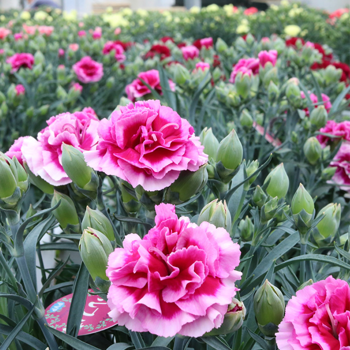 ＜母の日ギフト＞柴田ポットカーネーション (複色系・5号鉢) 母の日 プレゼント ギフト 花 鉢植え プレゼント フラワーセット 【しばたの未来】 sh017-C