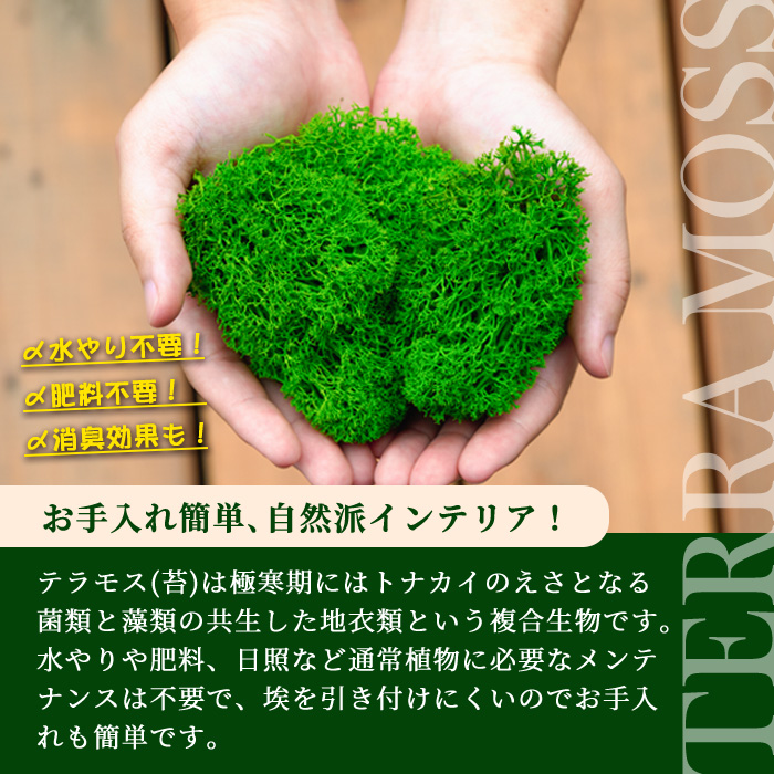 モスインテリア「リス」(フォールイエロー) ＜横200mm・高さ200mm・幅15mm＞ 観葉植物  苔 コケ テラモス インテリア 植物 【結び】 sh028-D