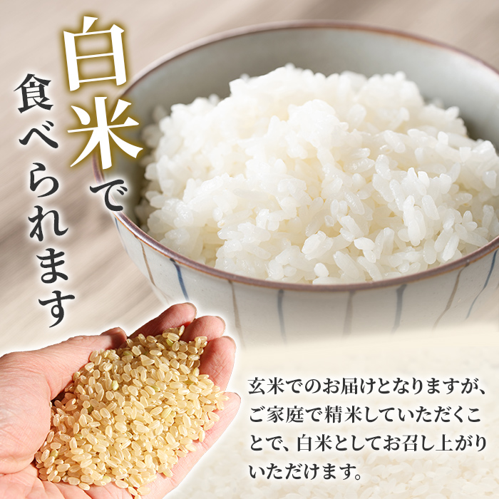 ＜2026年1月以降順次発送予定！＞【令和7年産】まなむすめ 玄米 30kg 柴田町産 数量限定 お米 おこめ 米 コメ ご飯 ごはん おにぎり お弁当 【加藤農園】sh116