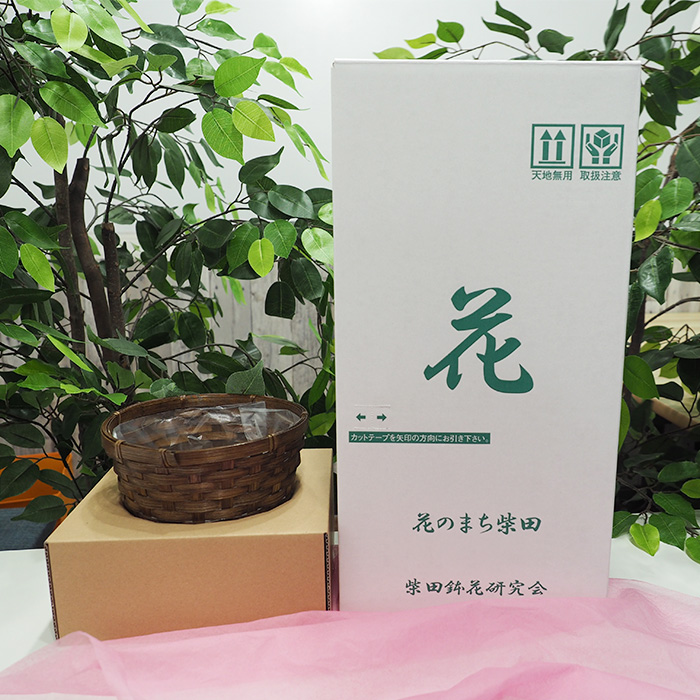 ＜母の日ギフト＞柴田ポットカーネーション (複色系・5号鉢) 母の日 プレゼント ギフト 花 鉢植え プレゼント フラワーセット 【しばたの未来】 sh017-C