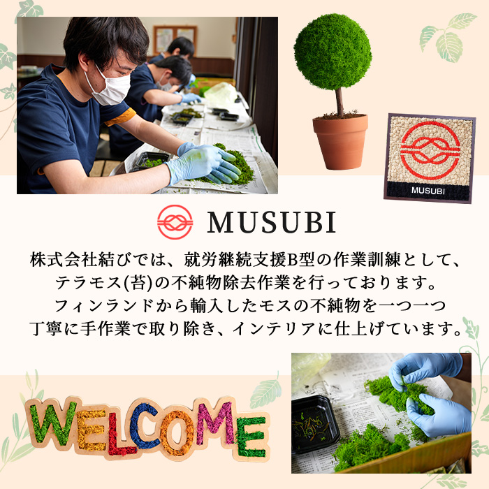 モスインテリア「WELCOME」(カラフル) ＜横300mm・高さ80mm・幅15m＞ 観葉植物  苔 コケ テラモス インテリア 植物 【結び】 sh027-B