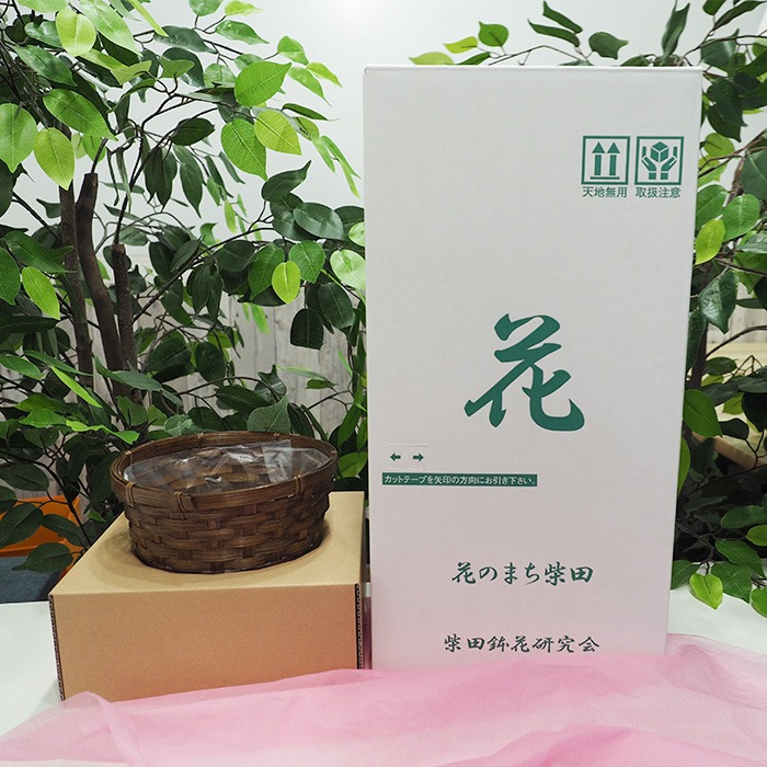 ＜先行予約受付中！2026年5月6日～9日に順次発送予定＞＜母の日ギフト＞柴田ポットカーネーション (複色系・5号鉢) 母の日 プレゼント ギフト 花 鉢植え プレゼント フラワーセット 【しばたの未来】 sh017-C