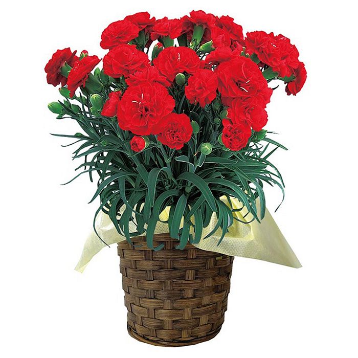 ＜母の日ギフト＞柴田ポットカーネーション (赤色系・5号鉢) 母の日 プレゼント ギフト 花 鉢植え プレゼント フラワーセット 【しばたの未来】 sh017-A