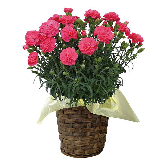 ＜母の日ギフト＞柴田ポットカーネーション (ピンク系・5号鉢) 母の日 プレゼント ギフト 花 鉢植え プレゼント フラワーセット 【しばたの未来】 sh017-B