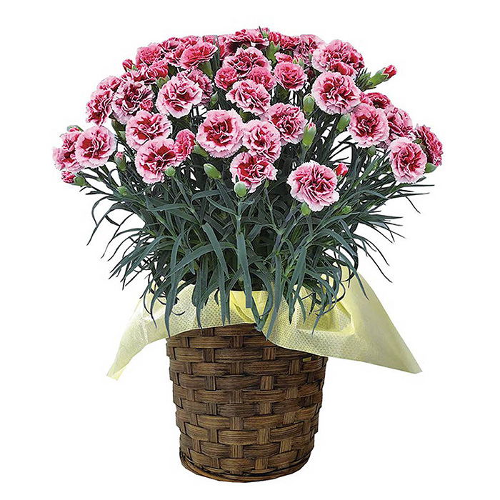 ＜母の日ギフト＞柴田ポットカーネーション (複色系・5号鉢) 母の日 プレゼント ギフト 花 鉢植え プレゼント フラワーセット 【しばたの未来】 sh017-C