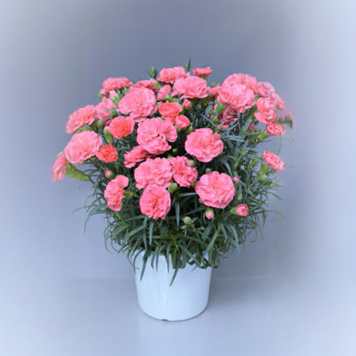 ＜母の日ギフト＞柴田ポットカーネーション (赤系グラン・5号鉢) 母の日 プレゼント ギフト 花 鉢植え プレゼント フラワーセット 【しばたの未来】 sh017-D