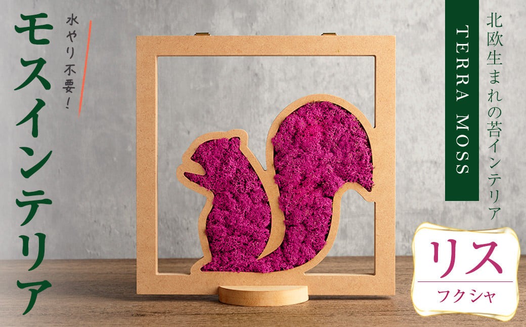 モスインテリア「リス」(フクシャ) ＜横200mm・高さ200mm・幅15mm＞ 観葉植物  苔 コケ テラモス インテリア 植物 【結び】 sh028-C