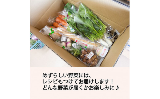 季節のおすすめ野菜おまかせ詰め合わせBOX 8種～12種類 通常サイズ【16101】