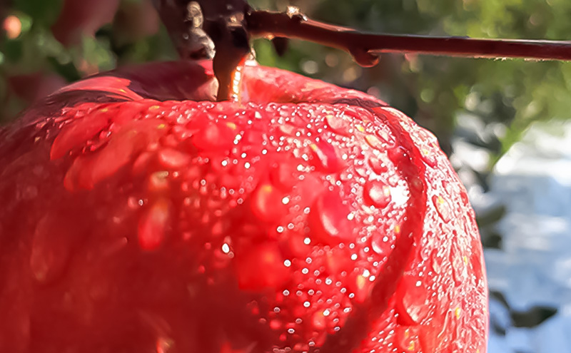 潮風りんごジュース 1L×3本 【結城果樹園】亘理町産 完熟りんご