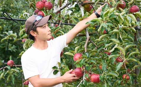 旬のおすすめ 潮風りんご 約3kg×1箱（目安：7～9玉） 【結城果樹園】