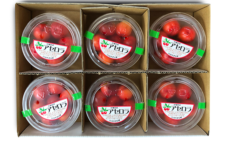 【 早期受付 10月上旬発送 】生アセロラ 果実（酸味種）6パック入＜オンライン決済限定＞