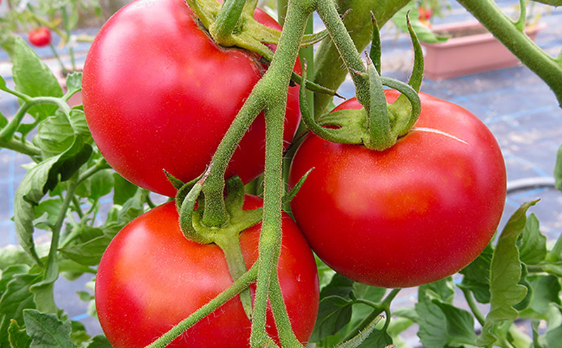 亘理の完熟 真赤なトマトケチャップ 300g×3本＜高野ファーム＞