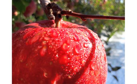 旬のおすすめ 潮風りんご 約3kg×1箱（目安：7～9玉） 【結城果樹園】