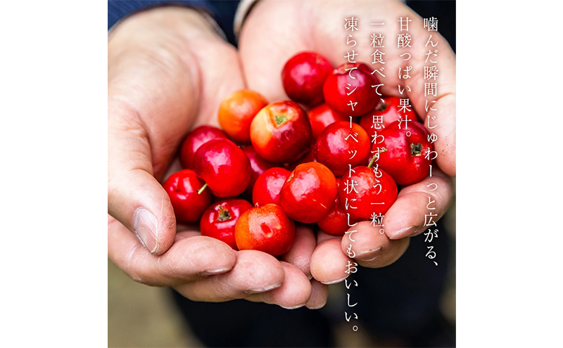 【 早期受付 6月中旬発送 】生アセロラ 果実（酸味種）6パック入＜オンライン決済限定＞