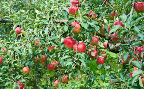 旬のおすすめ 潮風りんご 約3kg×1箱（目安：7～9玉） 【結城果樹園】