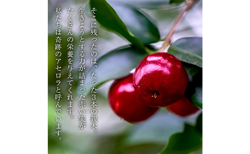 【 早期受付 10月下旬発送 】生アセロラ 果実（酸味種）6パック入＜オンライン決済限定＞