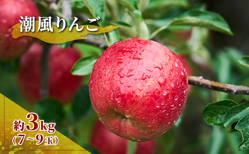 旬のおすすめ 潮風りんご 約3kg×1箱（目安：7～9玉） 【結城果樹園】