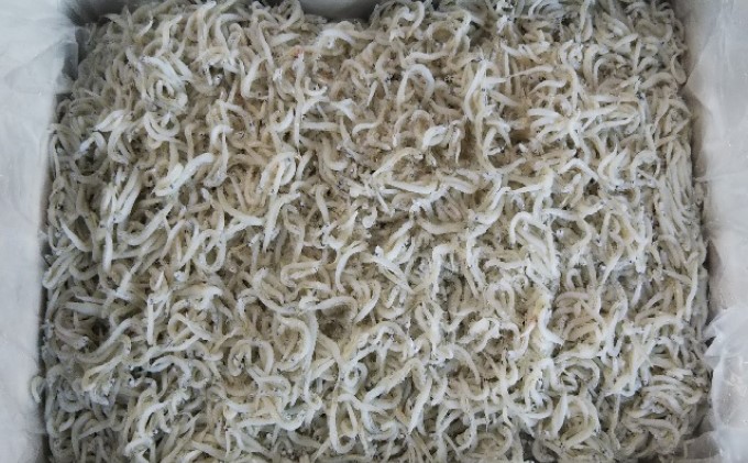 釜揚げしらす（冷凍）1kg＜あらはま海苔＞