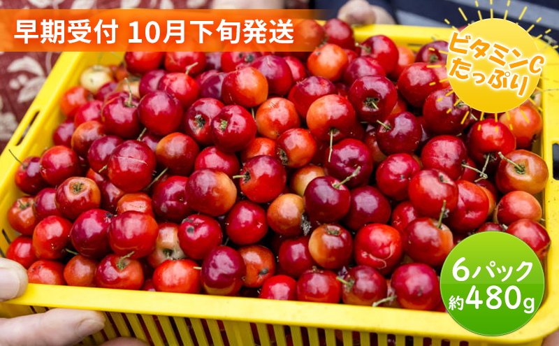 【 早期受付 10月下旬発送 】生アセロラ 果実（酸味種）6パック入＜オンライン決済限定＞