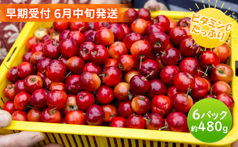 【 早期受付 6月中旬発送 】生アセロラ 果実（酸味種）6パック入＜オンライン決済限定＞