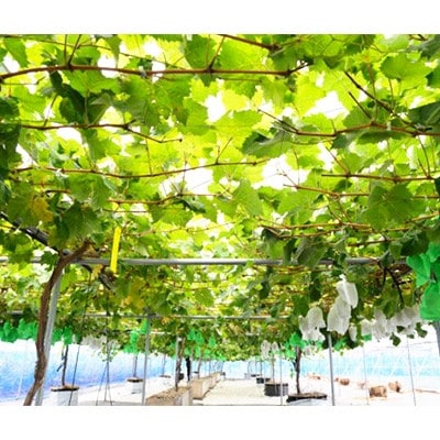 【2026年　秋発送分】～シャインマスカット～　約600g　Domaine MARUTA【配送不可地域：離島】