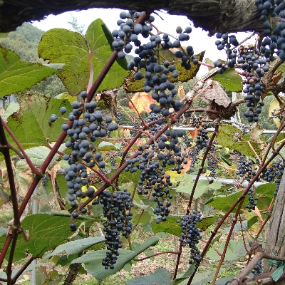「山ぶどう原液」詰合せセット(600ml×2本)【配送不可地域：離島】