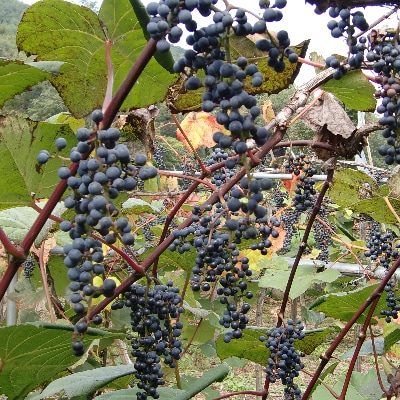 「山ぶどう原液」詰合せセット(600ml×6本)【配送不可地域：離島】