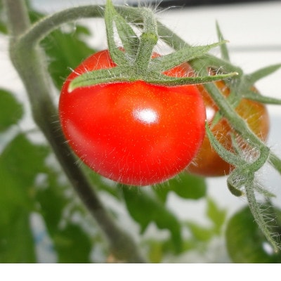 山のふ元のあまトマト(フルティカ・小鈴の詰め合わせセット)【配送不可地域：離島】