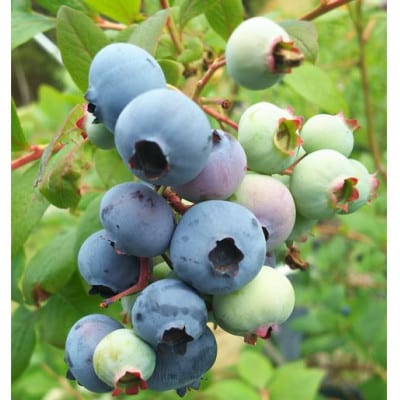 おひさま村農園のジェラートセット〈ブルーベリー×4 個  イチジク(ビオレソリエス)×4 個〉【配送不可地域：離島】