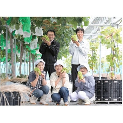 【2026年　秋発送分】～シャインマスカット～　2～3房(約1.1kg)Domaine MARUTA【配送不可地域：離島】