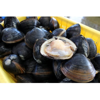 ホッキ貝15個(3～4kg)【宮城県山元町磯浜漁港直送】獲れたての大粒北寄貝をお届けします 刺身でも【配送不可地域：離島】