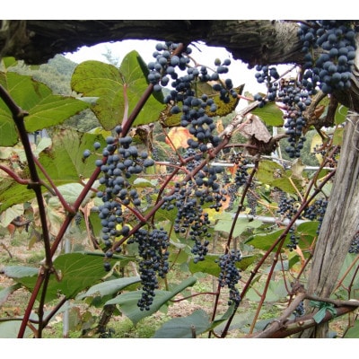 マルタのきぶどう1000ml×6本【配送不可地域：離島】