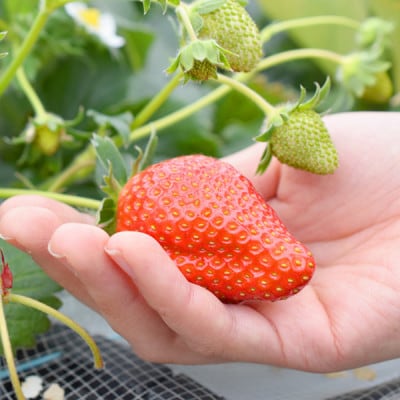 山元いちご農園 4品種食べ比べセット 4パック【配送不可地域：離島・北海道・沖縄県・信越、北陸・近畿・中国・四国・九州】