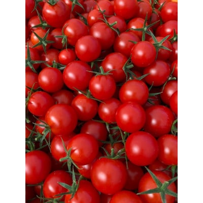 【発送月固定定期便】山のふ元のあまトマト(フルティカ・小鈴の詰め合わせセット)全6回全6回【配送不可地域：離島】