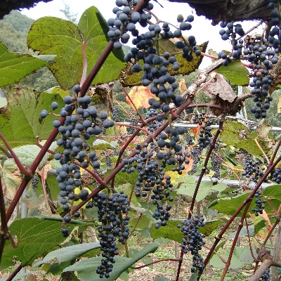 「マルタのきぶどう」詰合せセット(600ml×2本)【配送不可地域：離島】