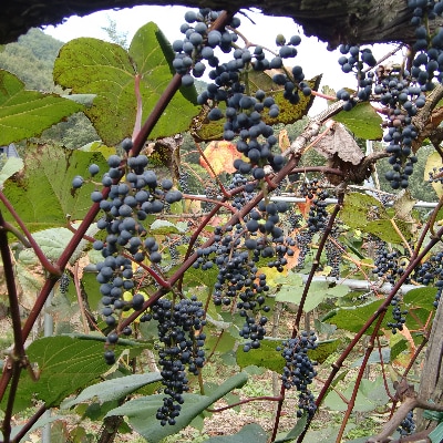 「マルタのきぶどう」詰合せセット(600ml×3本)【配送不可地域：離島】