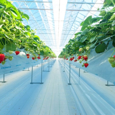 (農場直送)ミガキイチゴ・レギュラー(250g×4パック)【配送不可地域：離島】