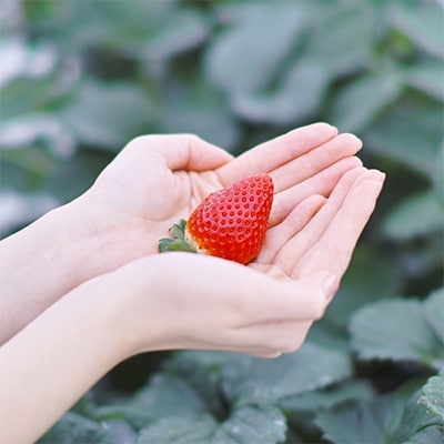 (農場直送)ミガキイチゴ・シルバー(320g×2パック)【配送不可地域：離島】