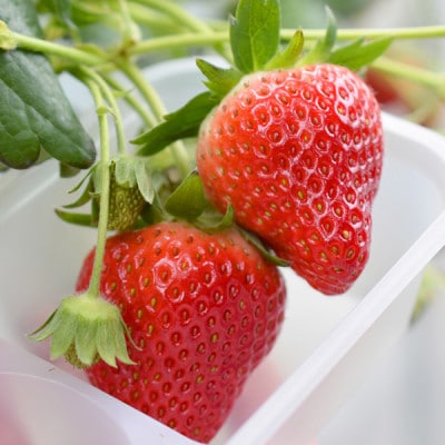 山元いちご農園 4品種食べ比べセット 4パック【配送不可地域：離島・北海道・沖縄県・信越、北陸・近畿・中国・四国・九州】