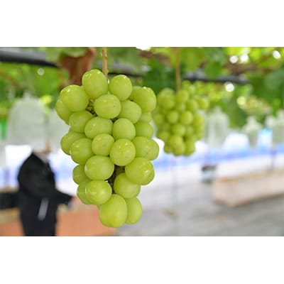 【2026年　秋発送分】～シャインマスカット～ 約800g　 Domaine MARUTA【配送不可地域：離島】