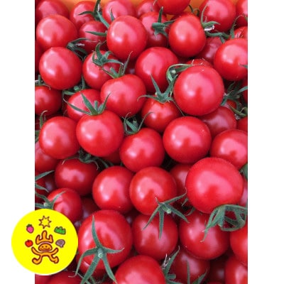 山のふ元のあまトマト(フルティカ・小鈴の詰め合わせセット)【配送不可地域：離島】