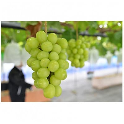 【2026年　秋発送分】～シャインマスカット～　2～3房(約1.1kg)Domaine MARUTA【配送不可地域：離島】