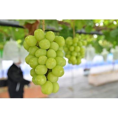 【2026年　秋発送分】～シャインマスカット～　約600g　Domaine MARUTA【配送不可地域：離島】